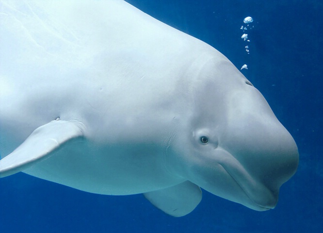 К какой группе обитателей океана относятся белухи. Белуха (млекопитающее). Белые морские животные. Морской обитатель белого цвета. Морское животное белого цвета.